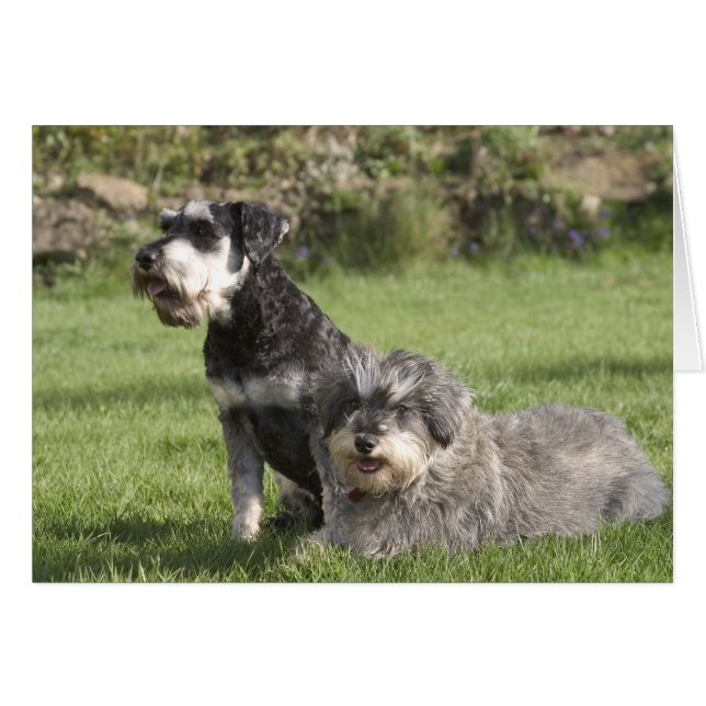 Pflaumen (Vorderseite (Horizontal))