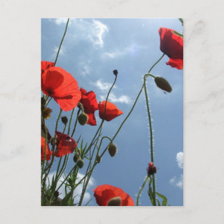 Pflaumen in der Sonne - Postkarte