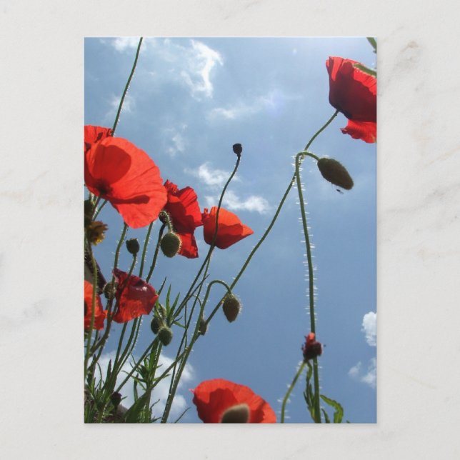 Pflaumen in der Sonne - Postkarte (Vorderseite)