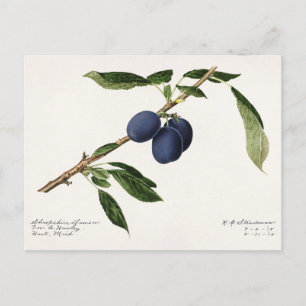 Pflaumen (Prunus Domestica) Frucht Aquarellmalerei Postkarte