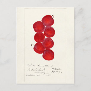 Pflaumen (Prunus Domestica) Frucht Aquarellmalerei Postkarte