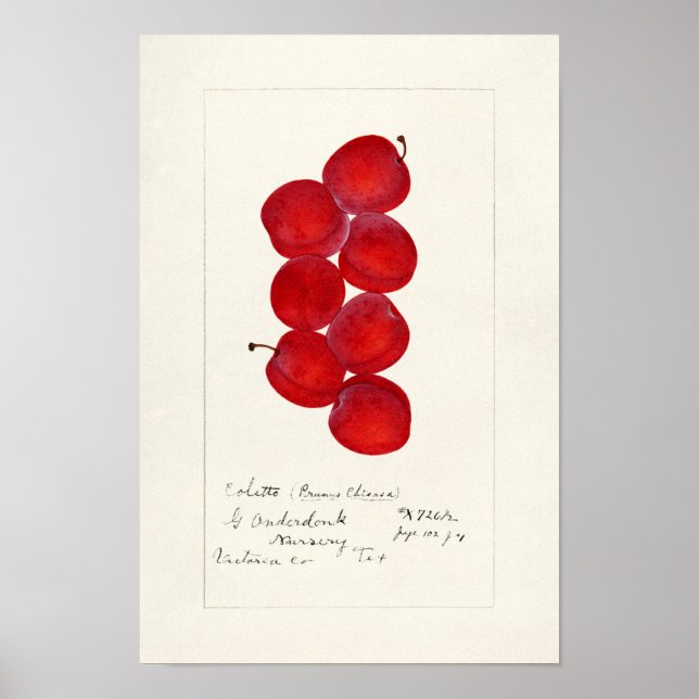 Pflaumen (Prunus Domestica) Fruchtfarben Poster (Vorne)