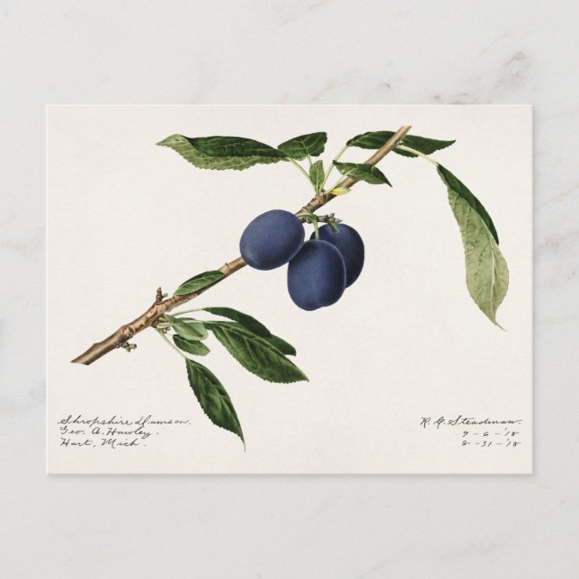 Pflaumen (Prunus Domestica) Fruchtfarben Postkarte (Vorderseite)