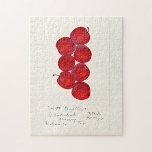 Pflaumen (Prunus Domestica) Fruchtfarben Puzzle