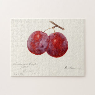 Pflaumen (Prunus Domestica) Fruchtfarben Puzzle