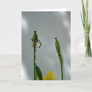 Pflaumen und Schatten 5 Lebensende für neue Genera Karte