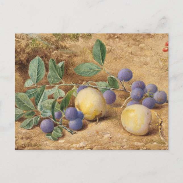 Pflaumen von John William Hill Postkarte (Vorderseite)