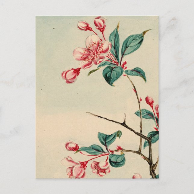 Pflaumenbaum Blüten Postkarte (Vorderseite)