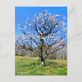Pflaumenbaum [Postkarte] Postkarte