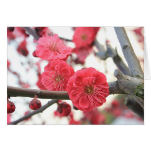 Pflaumenblüte Frühling rosa Blume