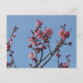 Pflaumenblüten: Japan Postkarte