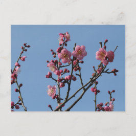 Pflaumenblüten: Japan Postkarte