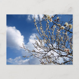 Pflaumenblüten: Japan Postkarte