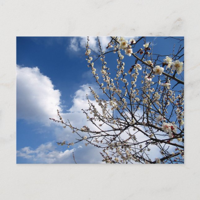 Pflaumenblüten: Japan Postkarte (Vorderseite)