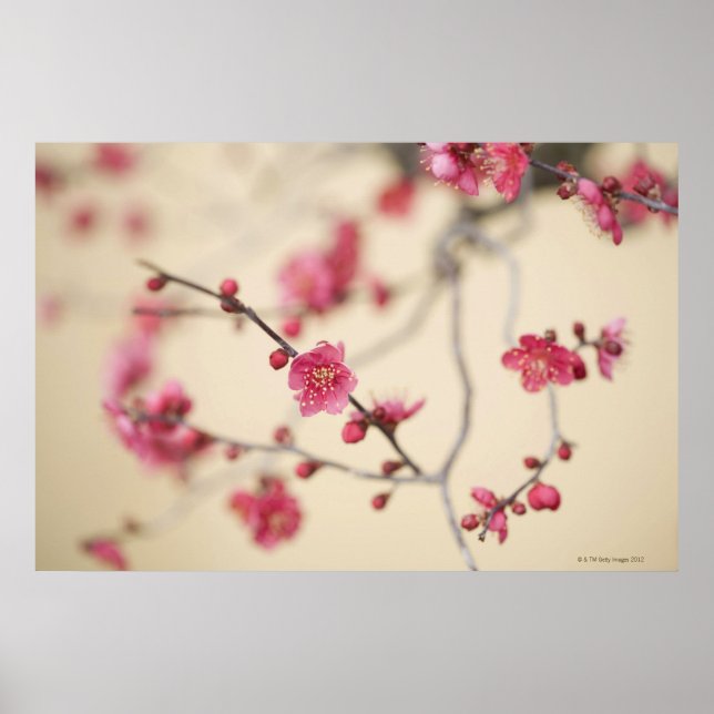 Pflaumenblüten Poster (Vorne)