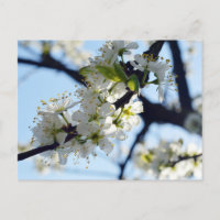 Pflaumenblüten