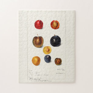 Pflaumenpflanze (Prunnus Domeatica) Aquarellmalere Puzzle