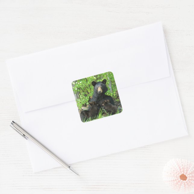 Pflege des schwarzen Bären und der Zwillingsjungen Quadratischer Aufkleber (Umschlag)