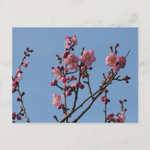 Pflirsichblüten: Japan Postkarte