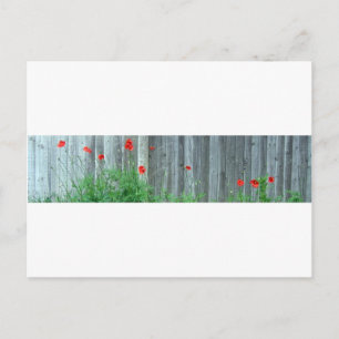 Pflücke an einer Wand Postkarte