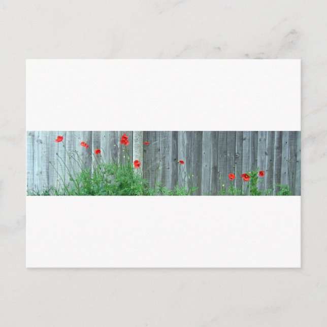 Pflücke an einer Wand Postkarte (Vorderseite)