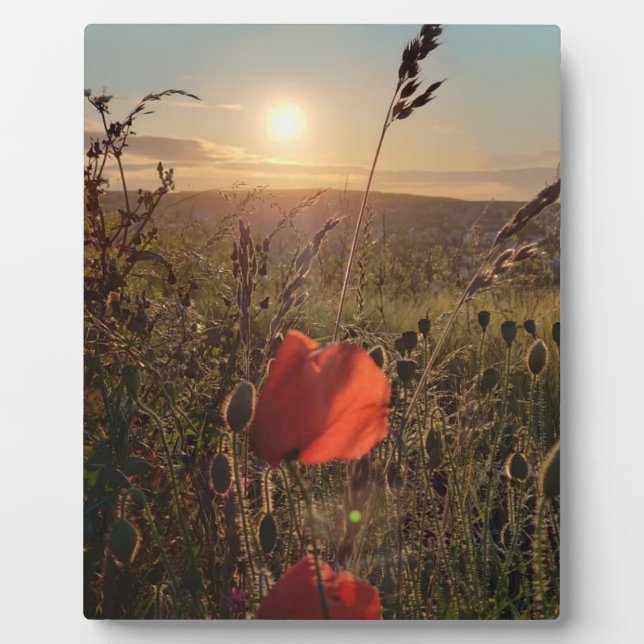 Pflücke bei Sonnenuntergang 2. Perranporth, Cornwa Fotoplatte (Vorderseite)