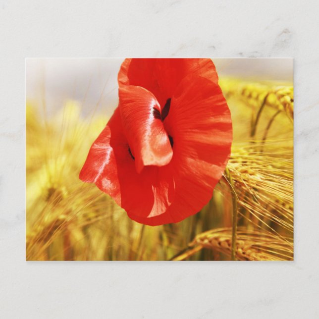 Pflücke im Maisfeld Postkarte (Vorderseite)