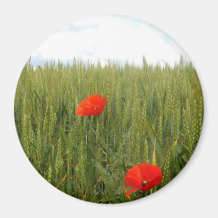 Pflücke in einem großen runden Weizenfeld Magnet