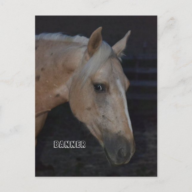 Pfostenkarte des Palomino Pferdes mit dem Namen Ba Postkarte (Vorderseite)