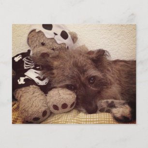 Pfotendruck auf der Gedenkkarte für den Verlust de