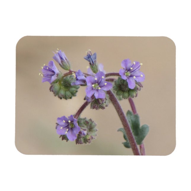 Phacelia Lila Wildblumen Magnet (Horizontal)