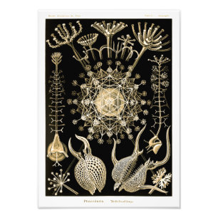 Phaeodaria 61 Gold Ernst Haeckel Fotodruck