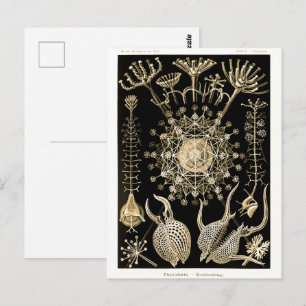 Phaeodaria 61 Gold Ernst Haeckel Postkarte