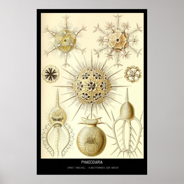 Phaeodaria - Blatt 1 Kunstformen der Natur Poster (Vorne)