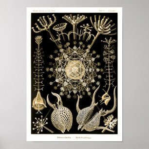Phaeodarie   61 Gold   Ernst Haeckel   Poster