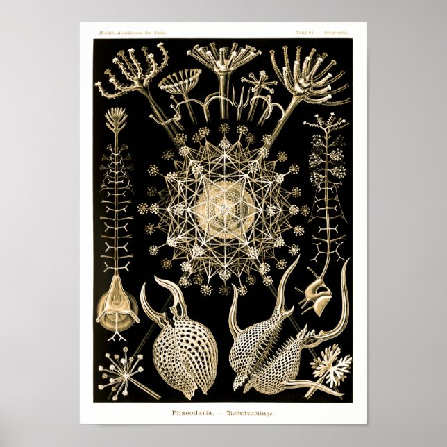 Phaeodarie | 61 Gold | Ernst Haeckel | Poster (Vorne)