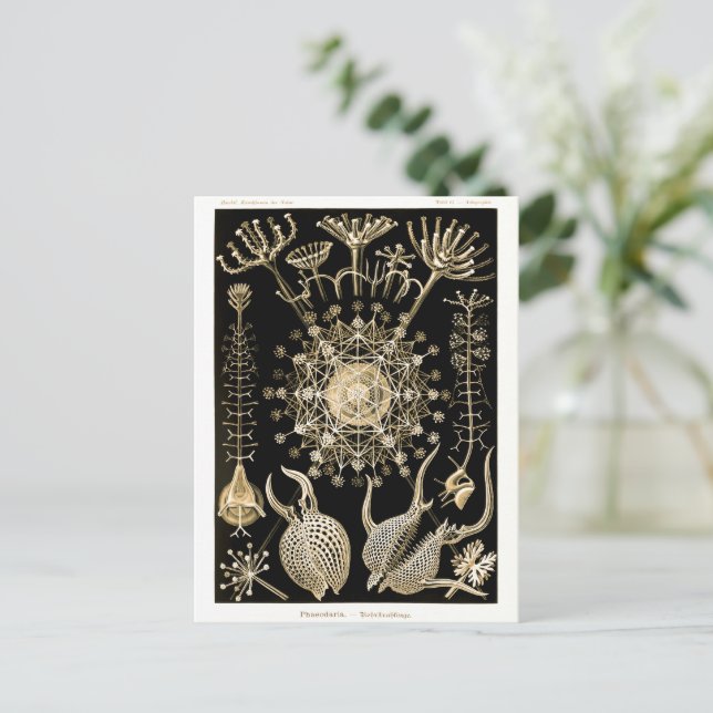 Phaeodarie | 61 Gold | Ernst Haeckel | Postkarte (Stehend Vorderseite)