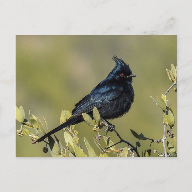 Phainopepla Postkarte (Vorderseite)