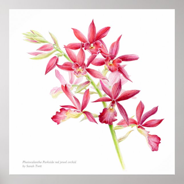Phaiocalanthe Parkside Rot-Orchidee Wasserfarbkuns Poster (Vorne)
