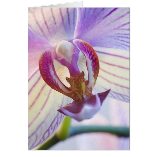 Phalaenopsis (Vorne)