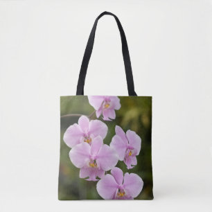 Phalaenopsis
