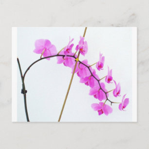 Phalaenopsis 1 postkarte