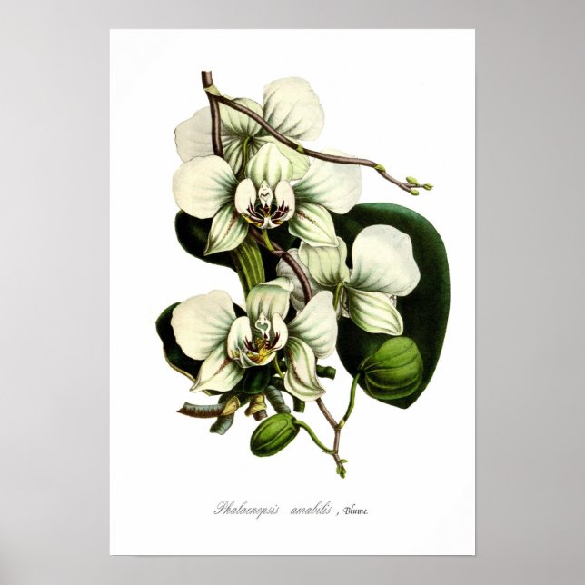 Phalaenopsis amabilis poster (Vorne)
