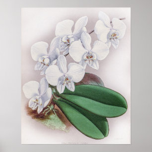 Phalaenopsis Casta Orchid Poster