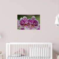 Phalaenopsis-Eleganz