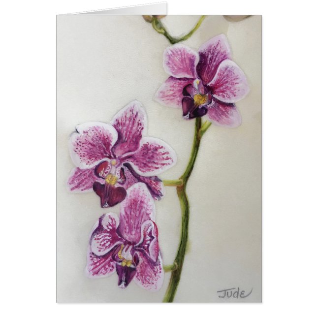 Phalaenopsis "Motten-Orchidee" 5" x 7", mit (Vorne)