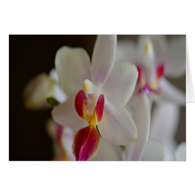 Phalaenopsis Orchid (Vorderseite (Horizontal))