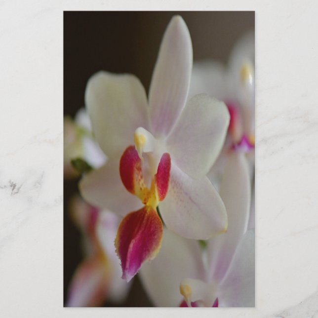 Phalaenopsis Orchid Briefpapier (Vorderseite)