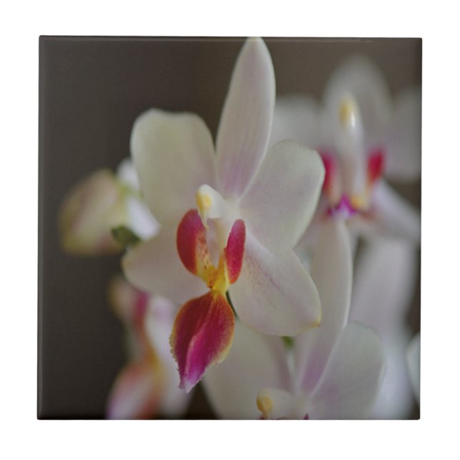 Phalaenopsis Orchid Fliese (Vorderseite)