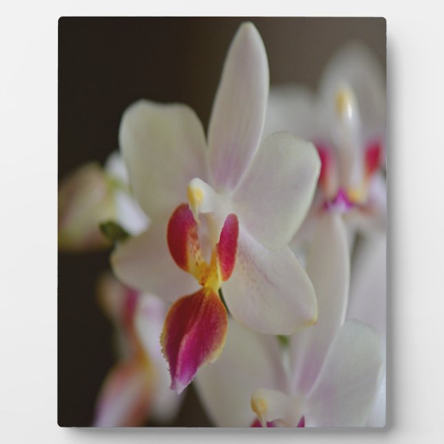 Phalaenopsis Orchid Fotoplatte (Vorderseite)